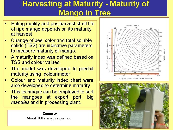 Harvesting at Maturity - Maturity of Mango in Tree • Eating quality and postharvest