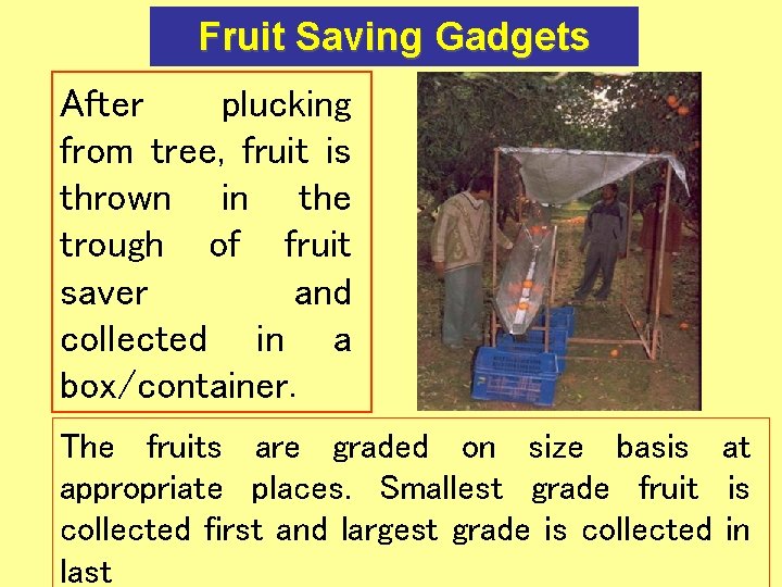 Fruit Saving Gadgets After plucking from tree, fruit is thrown in the trough of