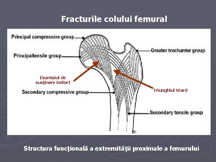 Fracturile colului femural Evantaiul de susţinere Delbet Triunghiul Ward Structura funcţională a extremităţii proximale Fracturile colului femural Evantaiul de susţinere Delbet Triunghiul Ward Structura funcţională a extremităţii proximale