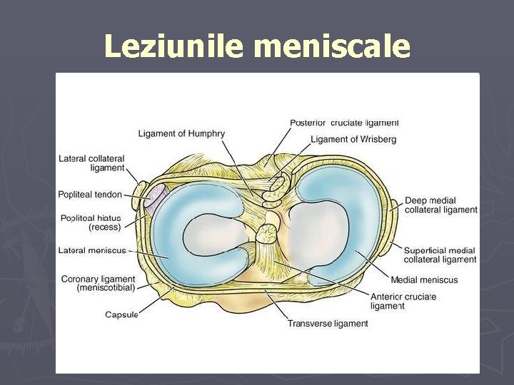 Leziunile meniscale Leziunile meniscale