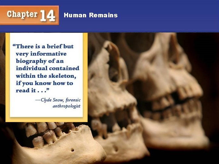 Human Remains 