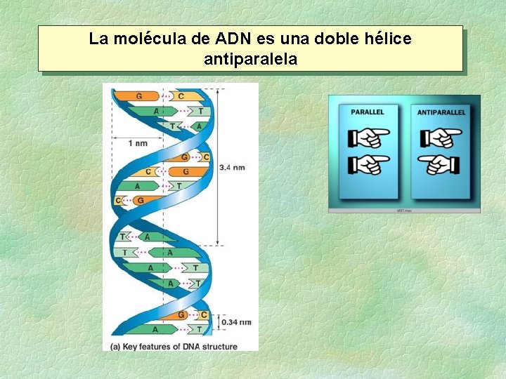 La molécula de ADN es una doble hélice antiparalela 