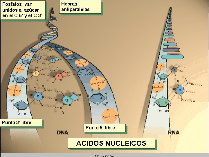 Fosfatos van unidos al azúcar en el C-5’ y el C-3’ Hebras antiparalelas Punta