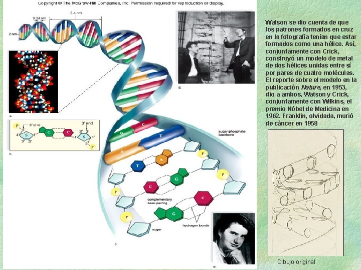 Watson se dio cuenta de que los patrones formados en cruz en la fotografía Watson se dio cuenta de que los patrones formados en cruz en la fotografía