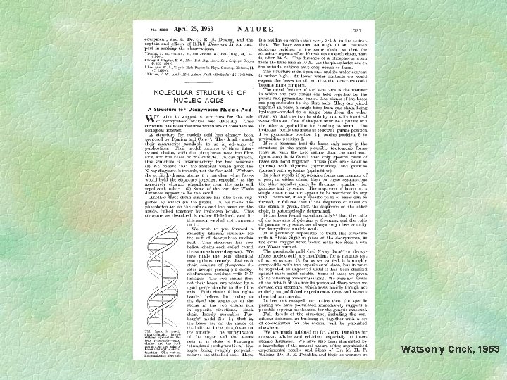 Watson y Crick, 1953 Watson y Crick, 1953