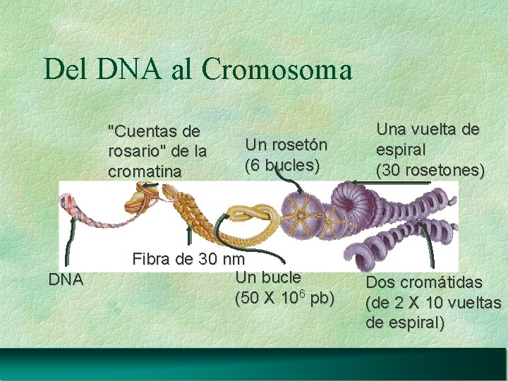 Del DNA al Cromosoma "Cuentas de rosario" de la cromatina DNA Un rosetón (6