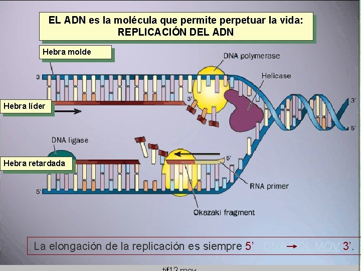 EL ADN es la molécula que permite perpetuar la vida: REPLICACIÓN DEL ADN Hebra