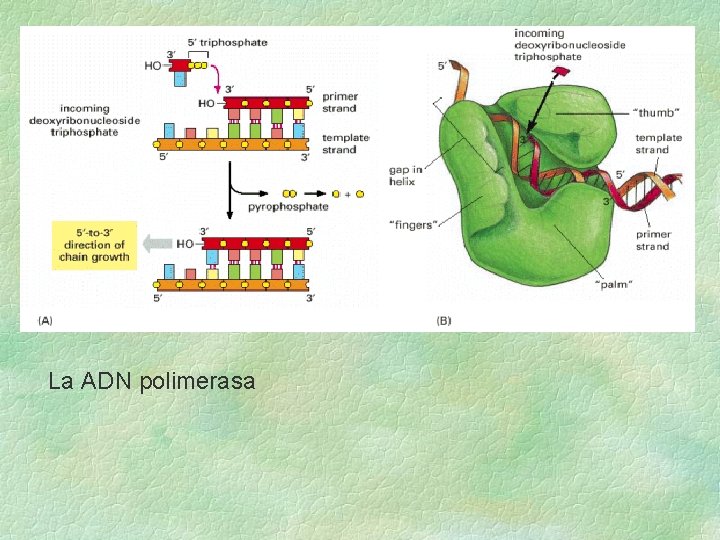 La ADN polimerasa 
