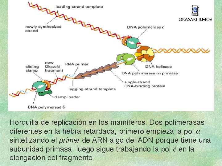 Horquilla de replicación en los mamíferos: Dos polimerasas diferentes en la hebra retardada, primero Horquilla de replicación en los mamíferos: Dos polimerasas diferentes en la hebra retardada, primero