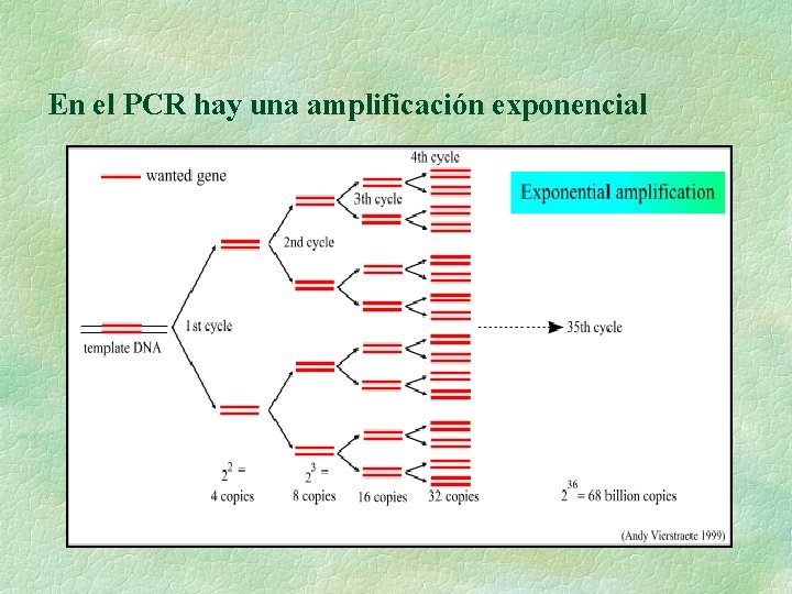 En el PCR hay una amplificación exponencial 