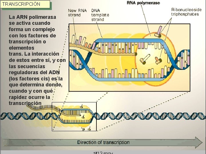 TRANSCRIPCIÒN La ARN polimerasa se activa cuando forma un complejo con los factores de TRANSCRIPCIÒN La ARN polimerasa se activa cuando forma un complejo con los factores de