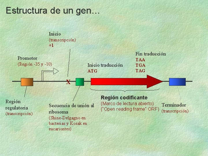 Estructura de un gen… Inicio (transcripción) +1 Fin traducción Promotor (Región -35 y -10)