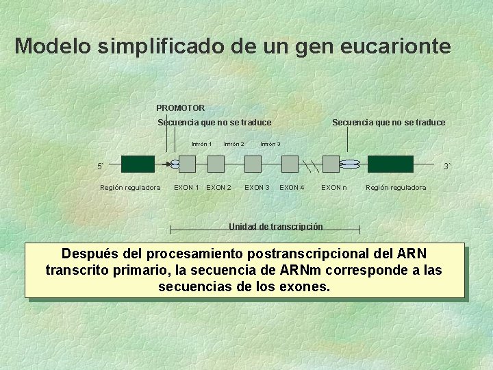 Modelo simplificado de un gen eucarionte PROMOTOR Secuencia que no se traduce Intrón 1