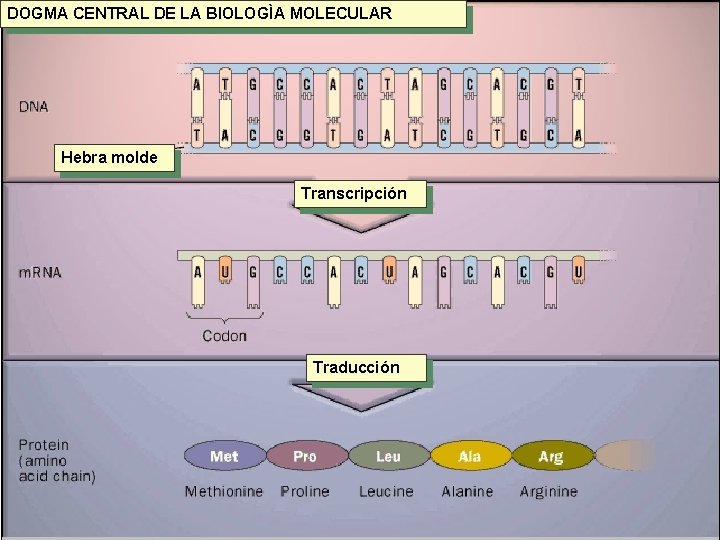 DOGMA CENTRAL DE LA BIOLOGÌA MOLECULAR Hebra molde Transcripción Traducción 