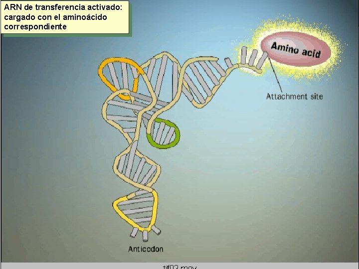 ARN de transferencia activado: cargado con el aminoácido correspondiente 
