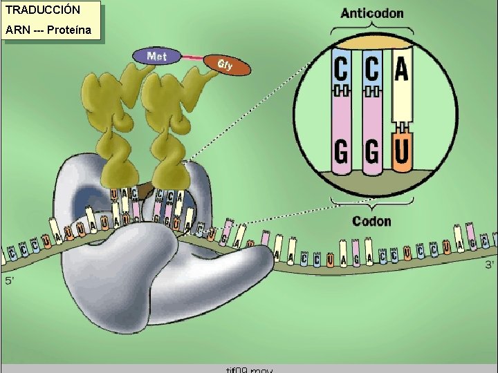 TRADUCCIÓN ARN --- Proteína 
