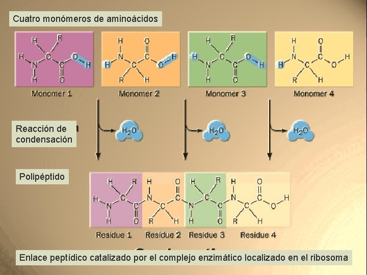 Cuatro monómeros de aminoácidos Reacción de condensación Polipéptido Enlace peptídico catalizado por el complejo Cuatro monómeros de aminoácidos Reacción de condensación Polipéptido Enlace peptídico catalizado por el complejo