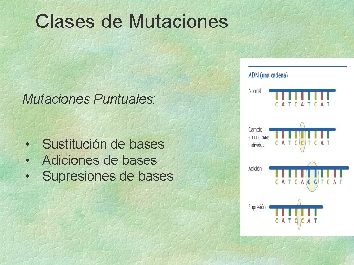 Clases de Mutaciones Puntuales: • Sustitución de bases • Adiciones de bases • Supresiones Clases de Mutaciones Puntuales: • Sustitución de bases • Adiciones de bases • Supresiones