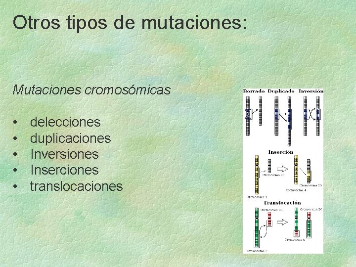 Otros tipos de mutaciones: Mutaciones cromosómicas • • • delecciones duplicaciones Inversiones Inserciones translocaciones