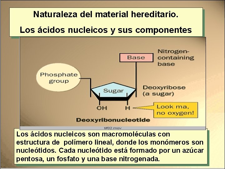 Naturaleza del material hereditario. Los ácidos nucleicos y sus componentes ADENINA (A) GUANINA (G)