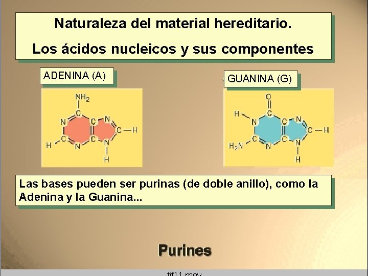 Naturaleza del material hereditario. Los ácidos nucleicos y sus componentes ADENINA (A) GUANINA (G)