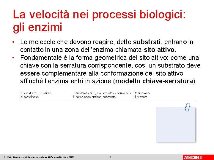La velocità nei processi biologici: gli enzimi • Le molecole che devono reagire, dette
