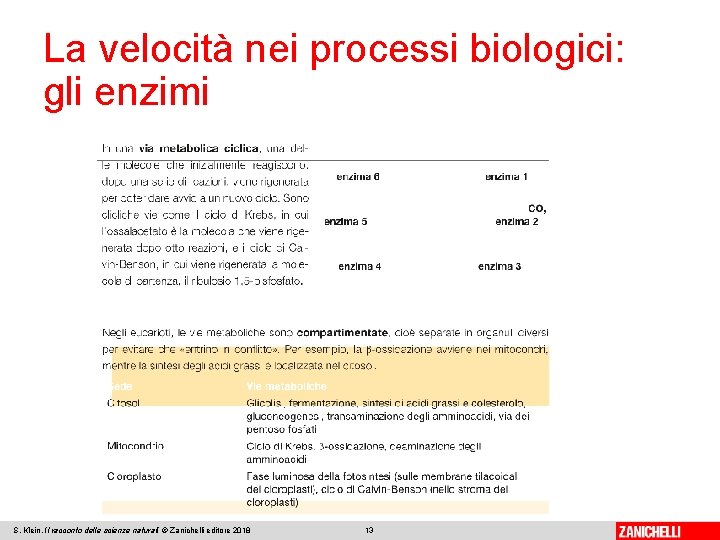 La velocità nei processi biologici: gli enzimi S. Klein, Il racconto delle scienze naturali