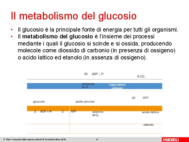 Il metabolismo del glucosio • Il glucosio è la principale fonte di energia per