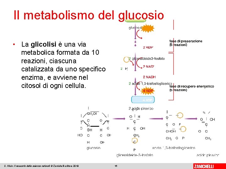 Il metabolismo del glucosio • La glicolisi è una via metabolica formata da 10