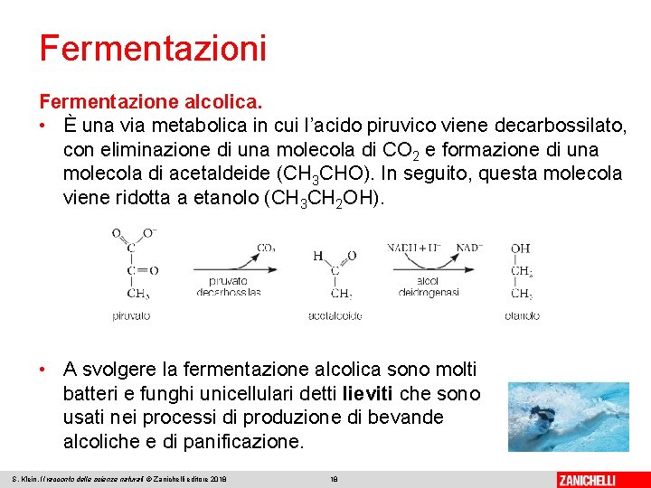 Fermentazioni Fermentazione alcolica. • È una via metabolica in cui l’acido piruvico viene decarbossilato,