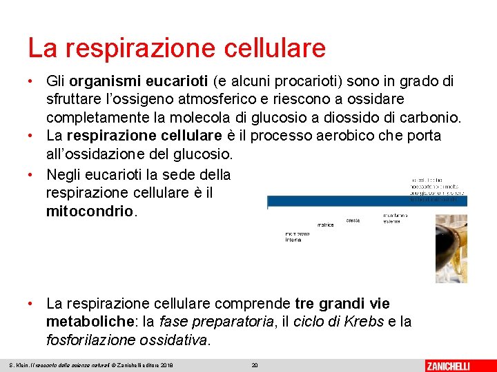 La respirazione cellulare • Gli organismi eucarioti (e alcuni procarioti) sono in grado di