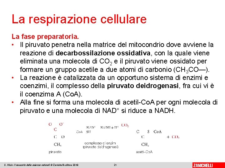 La respirazione cellulare La fase preparatoria. • Il piruvato penetra nella matrice del mitocondrio