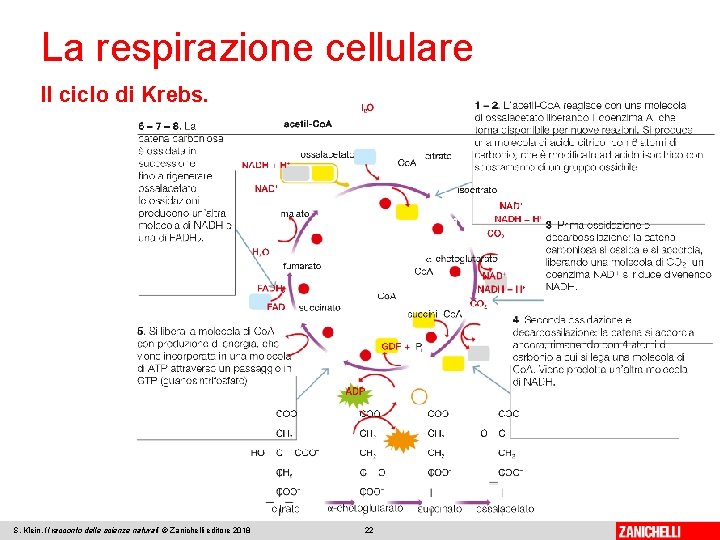 La respirazione cellulare Il ciclo di Krebs. S. Klein, Il racconto delle scienze naturali