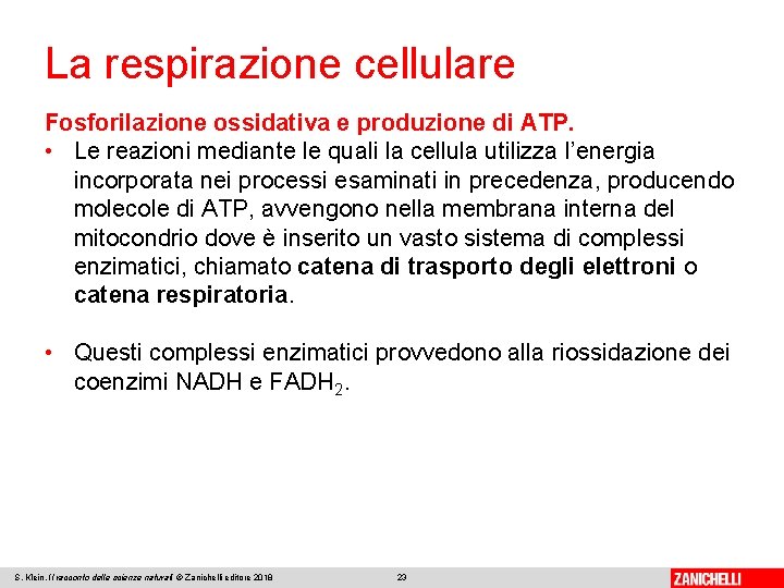 La respirazione cellulare Fosforilazione ossidativa e produzione di ATP. • Le reazioni mediante le