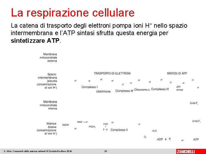 La respirazione cellulare La catena di trasporto degli elettroni pompa ioni H+ nello spazio