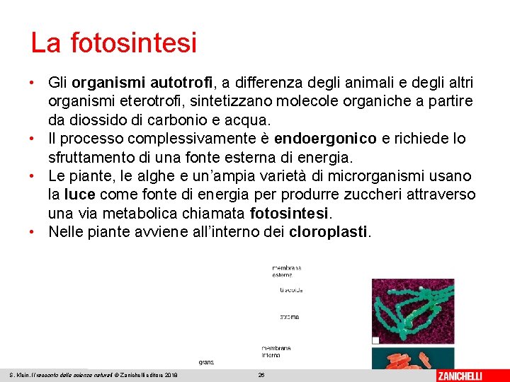 La fotosintesi • Gli organismi autotrofi, a differenza degli animali e degli altri organismi