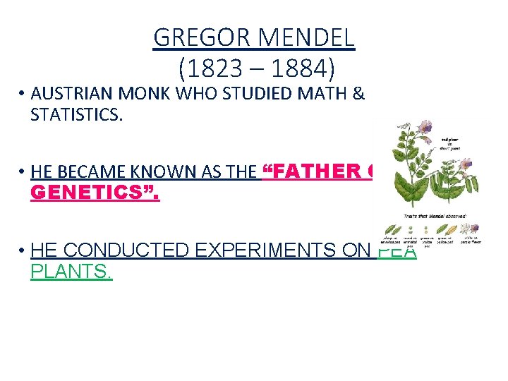 GREGOR MENDEL (1823 – 1884) • AUSTRIAN MONK WHO STUDIED MATH & STATISTICS. •