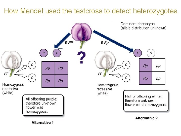 How Mendel used the testcross to detect heterozygotes. 