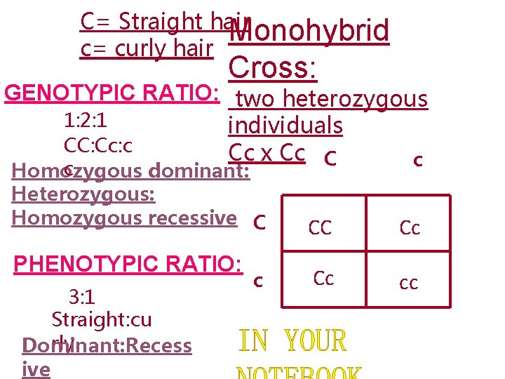 C= Straight hair Monohybrid c= curly hair Cross: GENOTYPIC RATIO: two heterozygous 1: 2: