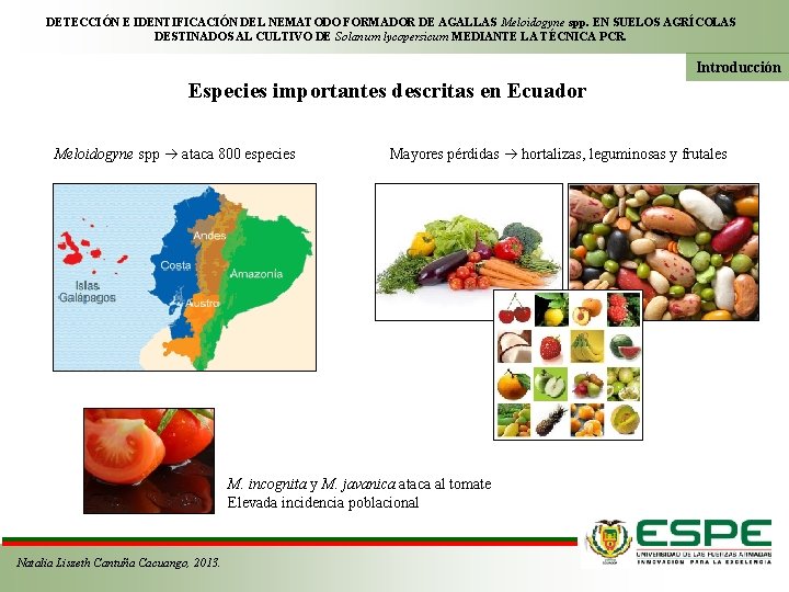 DETECCIÓN E IDENTIFICACIÓN DEL NEMATODO FORMADOR DE AGALLAS Meloidogyne spp. EN SUELOS AGRÍCOLAS DESTINADOS