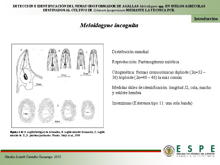 DETECCIÓN E IDENTIFICACIÓN DEL NEMATODO FORMADOR DE AGALLAS Meloidogyne spp. EN SUELOS AGRÍCOLAS DESTINADOS