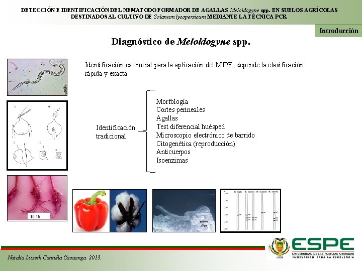 DETECCIÓN E IDENTIFICACIÓN DEL NEMATODO FORMADOR DE AGALLAS Meloidogyne spp. EN SUELOS AGRÍCOLAS DESTINADOS