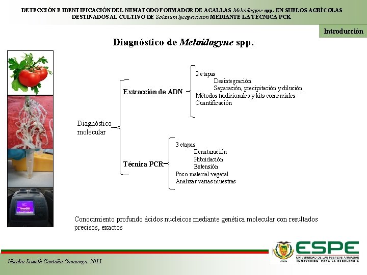 DETECCIÓN E IDENTIFICACIÓN DEL NEMATODO FORMADOR DE AGALLAS Meloidogyne spp. EN SUELOS AGRÍCOLAS DESTINADOS