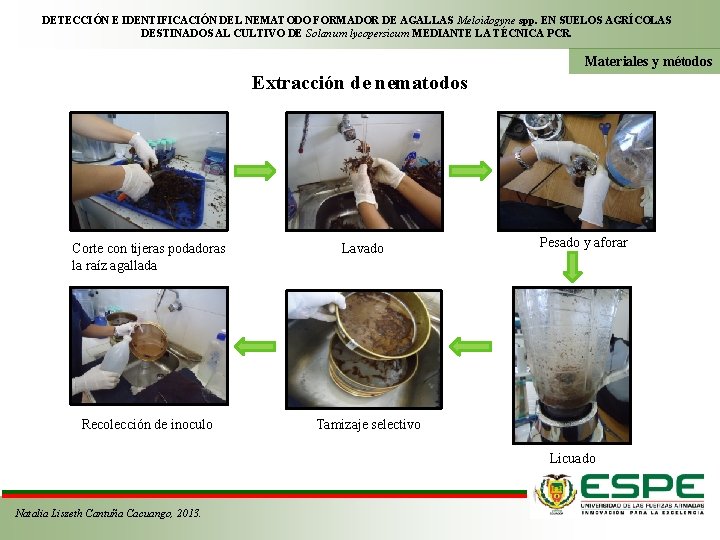 DETECCIÓN E IDENTIFICACIÓN DEL NEMATODO FORMADOR DE AGALLAS Meloidogyne spp. EN SUELOS AGRÍCOLAS DESTINADOS