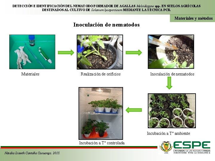 DETECCIÓN E IDENTIFICACIÓN DEL NEMATODO FORMADOR DE AGALLAS Meloidogyne spp. EN SUELOS AGRÍCOLAS DESTINADOS