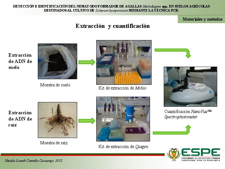 DETECCIÓN E IDENTIFICACIÓN DEL NEMATODO FORMADOR DE AGALLAS Meloidogyne spp. EN SUELOS AGRÍCOLAS DESTINADOS