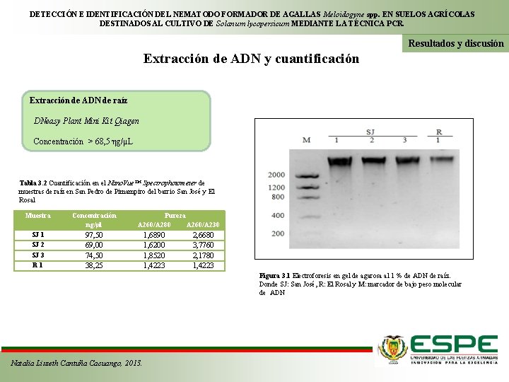 DETECCIÓN E IDENTIFICACIÓN DEL NEMATODO FORMADOR DE AGALLAS Meloidogyne spp. EN SUELOS AGRÍCOLAS DESTINADOS