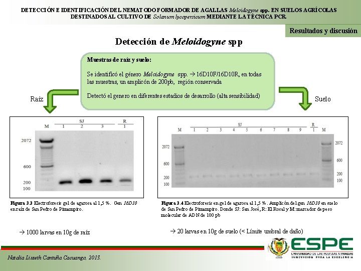 DETECCIÓN E IDENTIFICACIÓN DEL NEMATODO FORMADOR DE AGALLAS Meloidogyne spp. EN SUELOS AGRÍCOLAS DESTINADOS