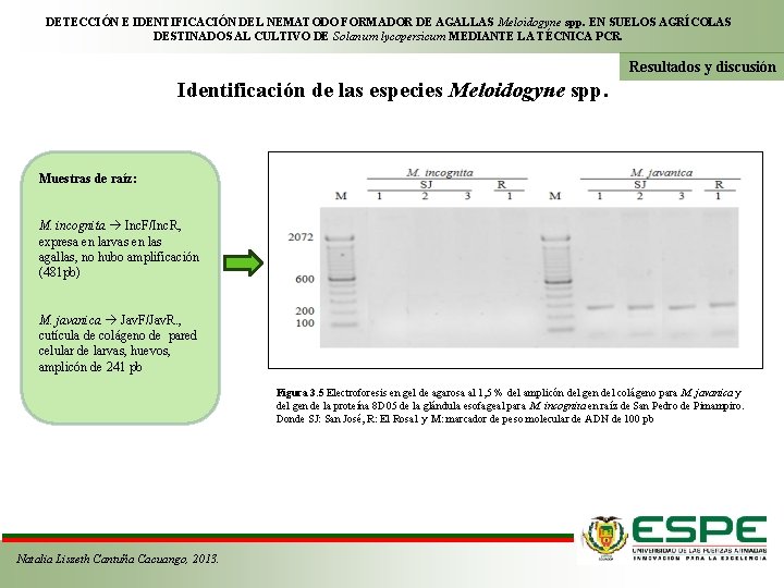 DETECCIÓN E IDENTIFICACIÓN DEL NEMATODO FORMADOR DE AGALLAS Meloidogyne spp. EN SUELOS AGRÍCOLAS DESTINADOS