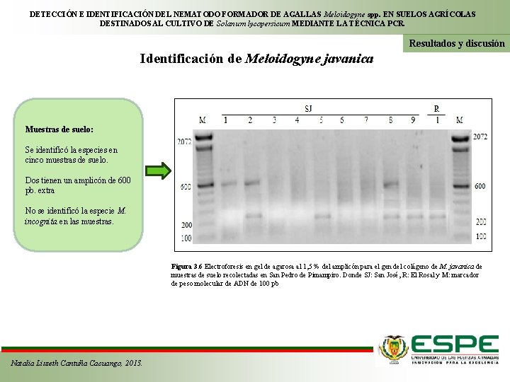 DETECCIÓN E IDENTIFICACIÓN DEL NEMATODO FORMADOR DE AGALLAS Meloidogyne spp. EN SUELOS AGRÍCOLAS DESTINADOS